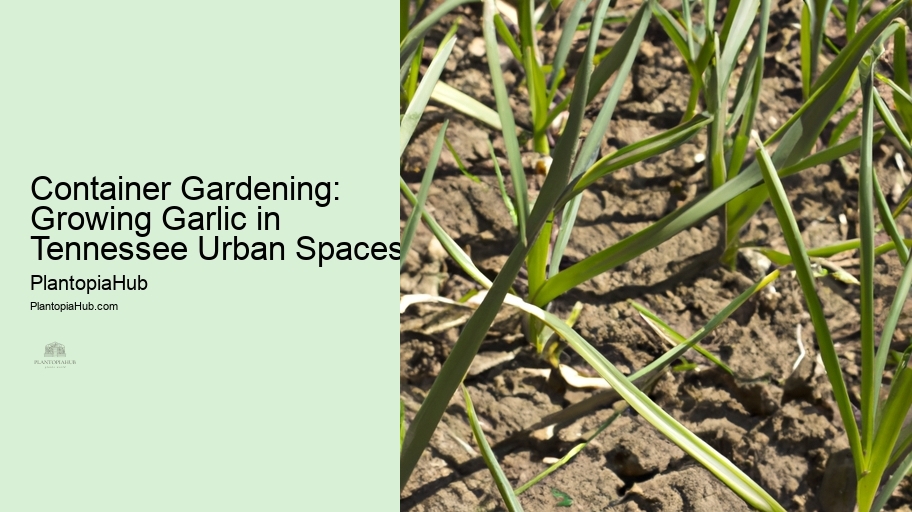 Container Gardening: Growing Garlic in Tennessee Urban Spaces