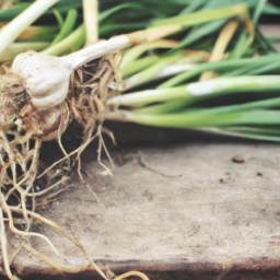 The Importance of Crop Insurance for Garlic Farmers
