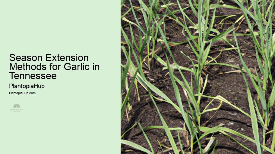 Season Extension Methods for Garlic in Tennessee