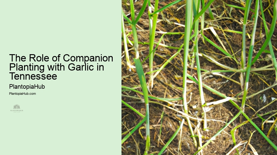 The Role of Companion Planting with Garlic in Tennessee